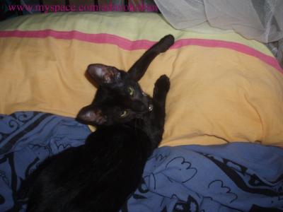 Cuando lleg&oacute; la Lola