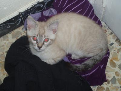 De la Serie Las Aventuras de Jareth....