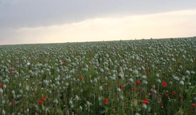 &iquest;Que Sabes de las Drogas?